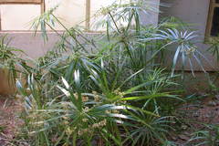 Cyperus alternifolius